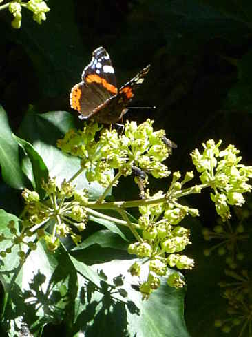 Die späte Blütezeit des Efeus ist eine wichtige Nahrungsquelle für Bienen, Wespen und Schwebefliegen. Von den Schmetterlingen besucht der Admiral die Blüten.
